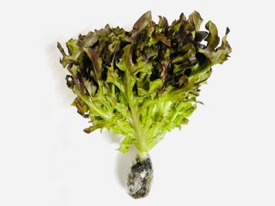 Xà Lách Frisee Đỏ Thủy Canh