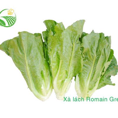 Xà Lách Romaine Green