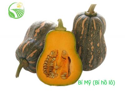 Bí Mỹ - Bí Hồ Lô