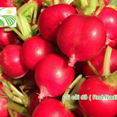 Củ Cải Đỏ