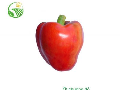 Ớt Chuông Đỏ