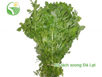 Water Cress