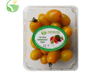 Cà Chua Roseberry Vàng