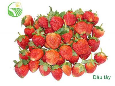 Dâu Tây Đà Lạt