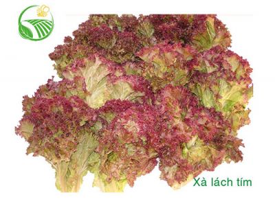 Xà Lách Tím