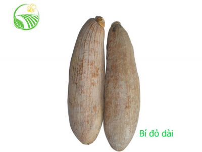 Bí Đỏ Dài