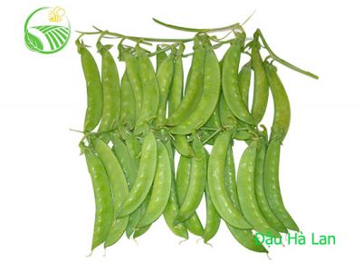 Đậu Hà Lan
