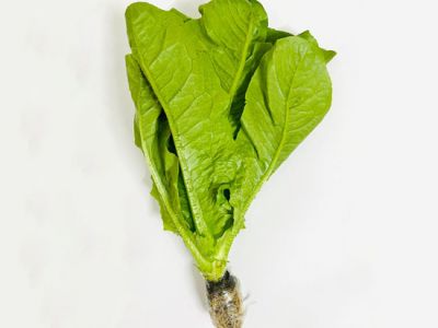 Xà Lách Romain Thủy Canh