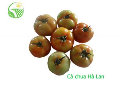 Cà Chua Hà Lan