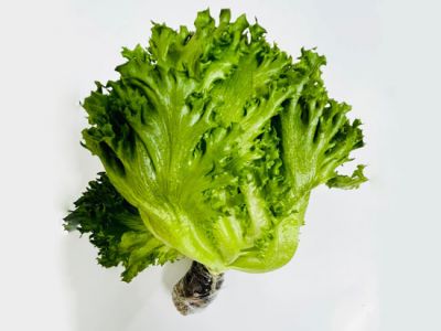 Xà Lách Thủy Tinh Thủy Canh