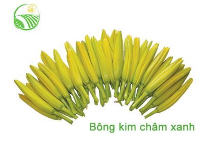 Bông Kim Châm Xanh