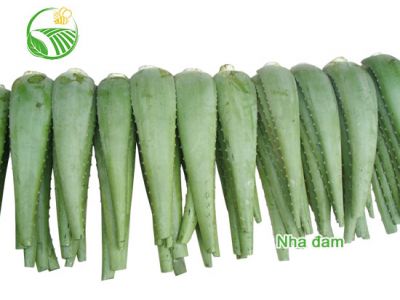 Nha Đam