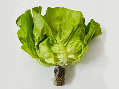 Xà Lách Mỡ Thủy Canh