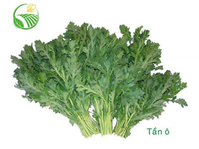Rau Tần Ô