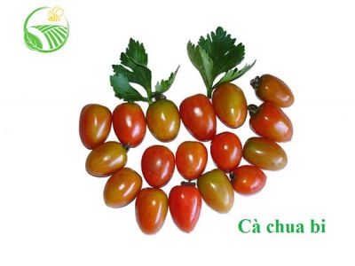 Cà Chua Bi