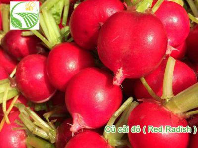 Củ Cải Đỏ