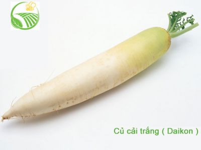 Củ Cải Trắng