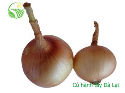 Hành Tây Đà Lạt