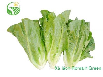 Xà Lách Romaine Green