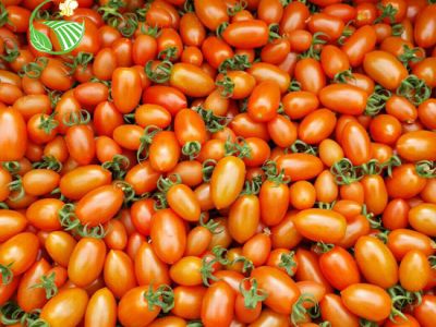 Cà Chua Roseberry Đỏ