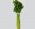 Celery