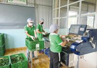 2.489 / 5.000 Kết quả dịch Thao Nguyen builds a chain of preliminary processing of agricultural products