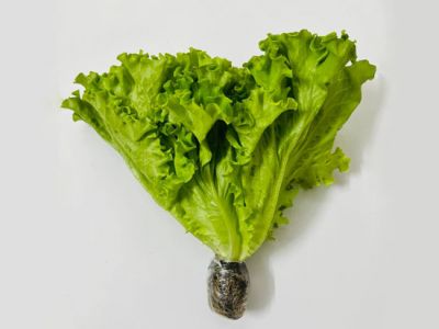 Xà Lách LoLo Thủy Canh