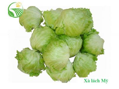 Xà Lách Mỹ