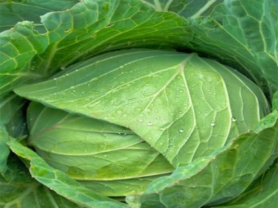 Da Lat Cabbage