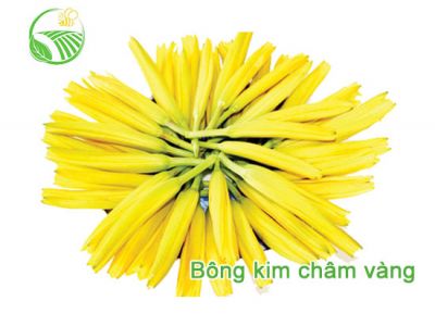 Bông Kim Châm Vàng
