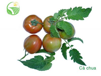 Cà Chua