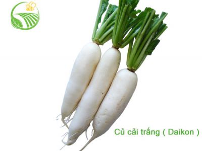 Củ Cải Trắng