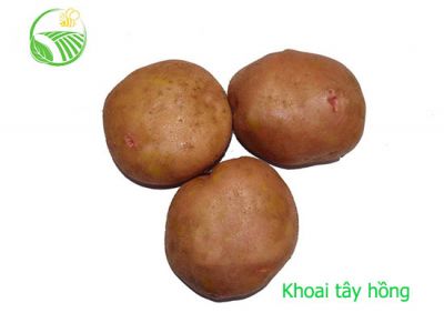 Khoai Tây Hồng