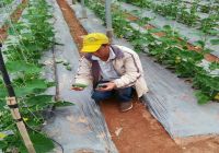 Application Of Science And Technology In Production (P I) - "TECHNOLOGY OF GROWING VEGETABLES IN THE GREEN HOUSE"