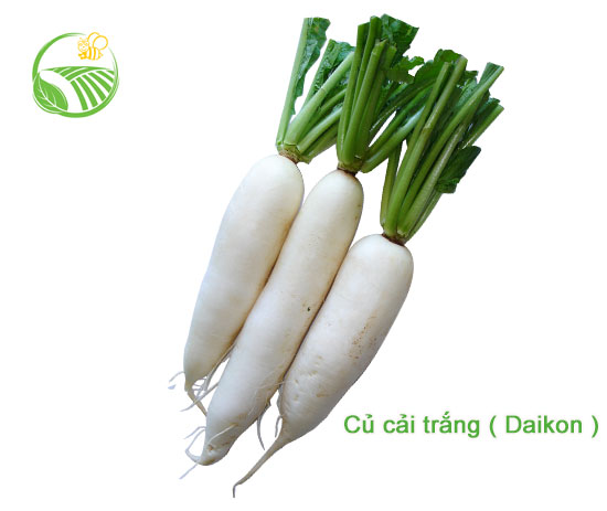 Củ Cải Trắng