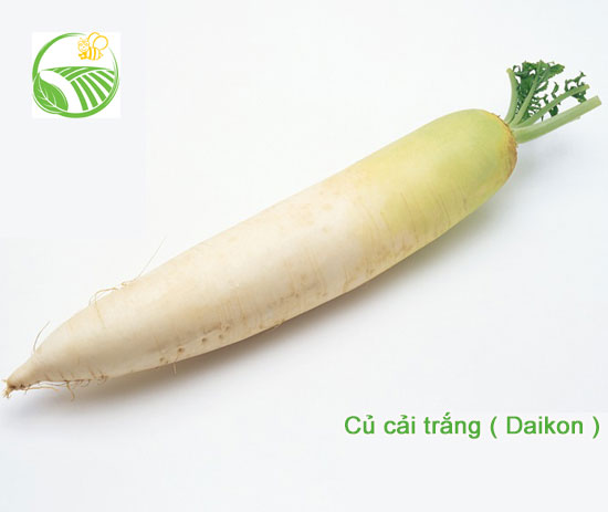 Củ Cải Trắng