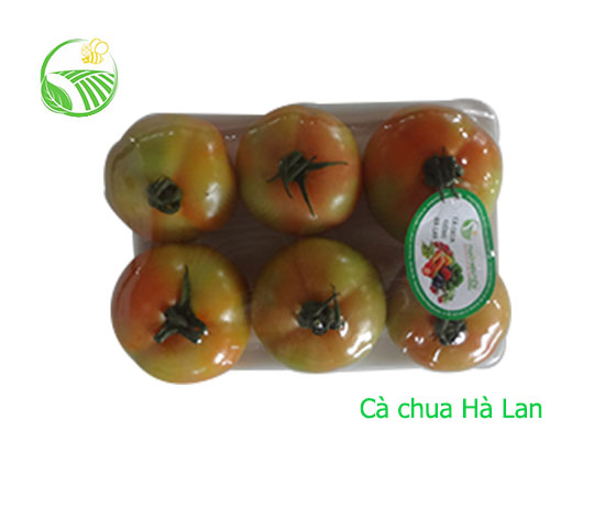 Cà Chua Hà Lan