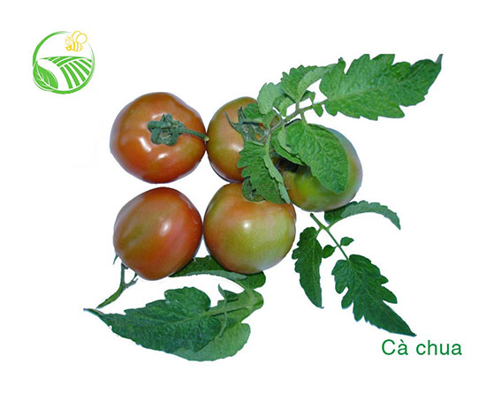 Cà Chua