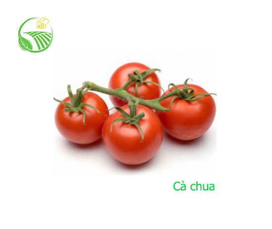 Cà Chua