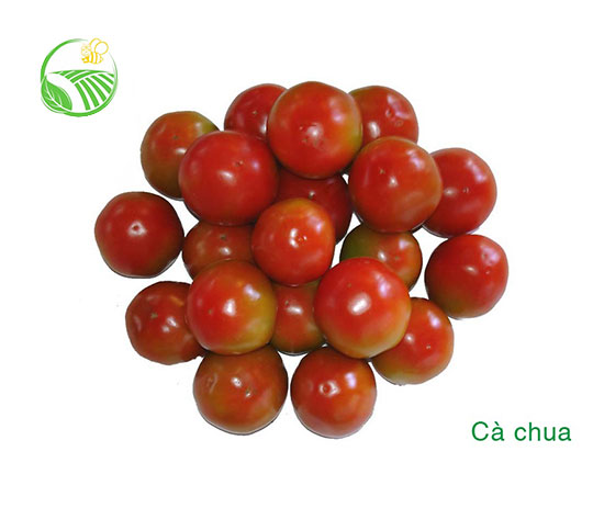 Cà Chua
