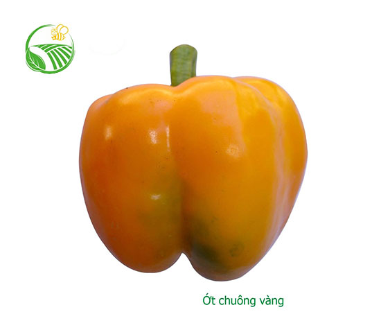 Ớt Chuông Vàng
