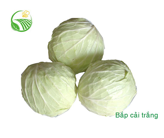 Bắp Cải Trắng