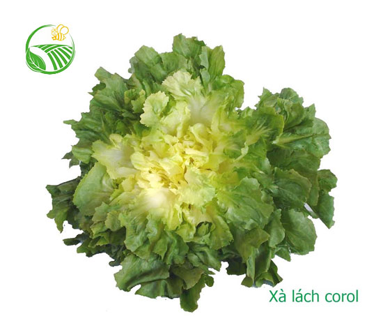 Xà Lách Corol