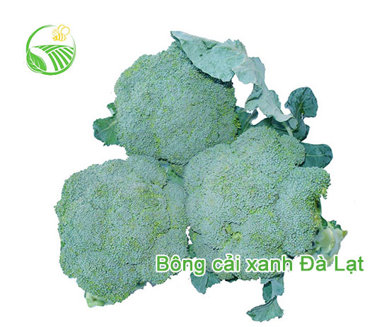 Bông Cải Xanh