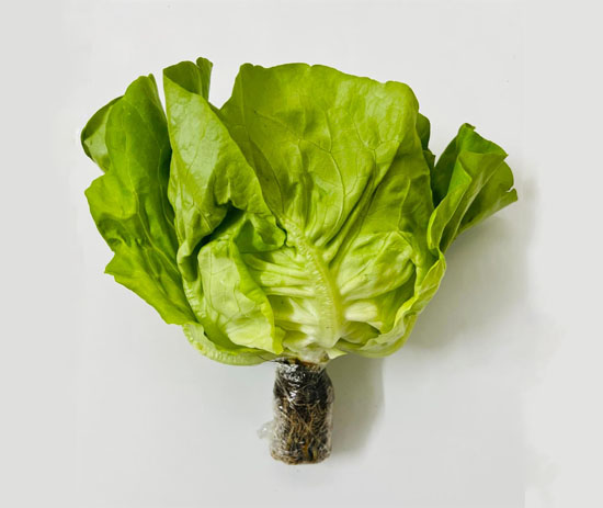 Xà Lách Mỡ Thủy Canh